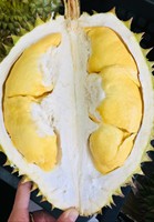 Verse Vietnamese Durian Monthong Fruit - Premium Kwaliteit Natuurlijke Zoete Smaak