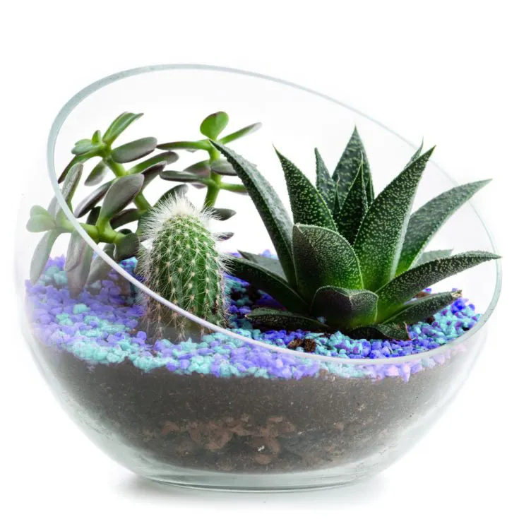 Aeofa bol en verre à coupe oblique 8H 10D demi-coupe boule sphérique épaisse pots de plantes en verre transparent