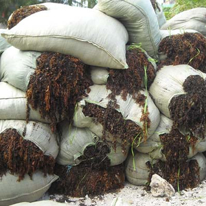 Algues séchées assaisonnées de sargasses Spinuligerum conservées avec l'emballage de sac de Laver de variété de sel Contact/ SHYN - Product Image 2