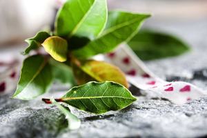 Sachet de 8g de feuilles de laurier naturelles séchées, sélection Giuseppe Verdi, épices GV GVERDI, sélection alimentaire italienne, fabriqué en Italie - Product Image 2