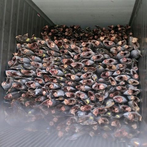 Frozen Horse Mackerel / Fish From Vietnam Cheap Price