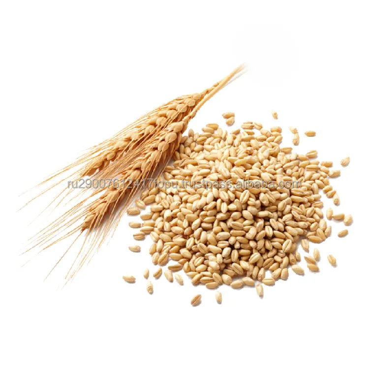 Wheat grains of soft varieties relatively little protein (6 to 10%) and less gluten wholesale wheat grain