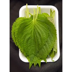 Высококачественные свежие листья периллы-зеленые листья SHISO-BRITTON/VICKY + 84 90 393 1029