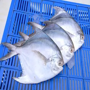 유럽 최고의 학년 화이트/실버 POMFRET 전체 라운드 냉동 100 / 200-200 / 300-300 / 400