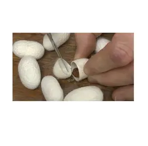 Vietnam high quality dry mulberry silk cocoon with silkworm inside. Angelina WA: +84327746158