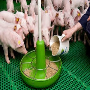 TIERFUTTER aus Lyon Frankreich Europa-18-24% Protein Weizen kleie mit PKC PALM <span class=keywords><strong>KERNEL</strong></span> für Hühner ziegen schweins chafe