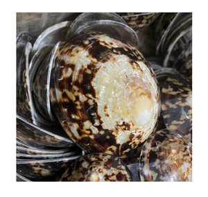 Cellana redonda pulida, carcasa Natural artesanal - Product Image 3