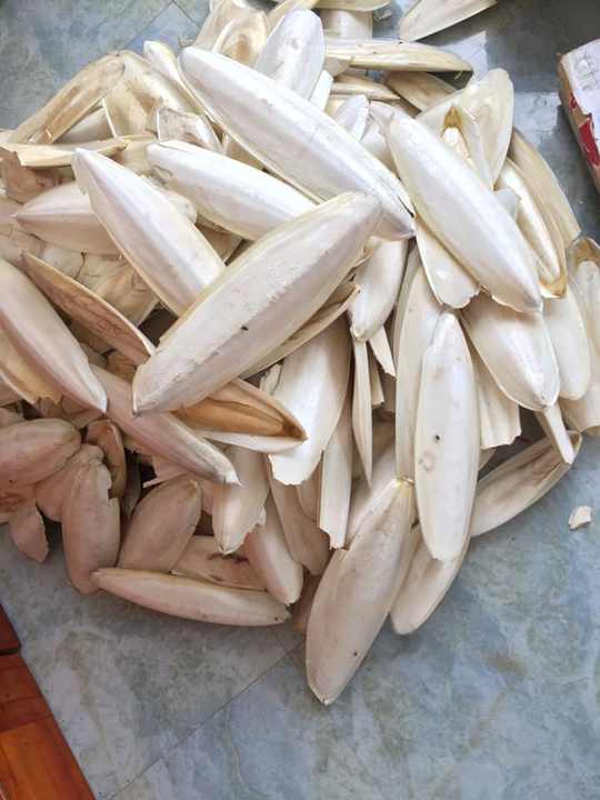 Porta Osso Di Seppia Per Uccelli Kasmole - Per Gabbie Di Pappagalli E Parrocchetti | Design Con Serbatoio - Foto 3