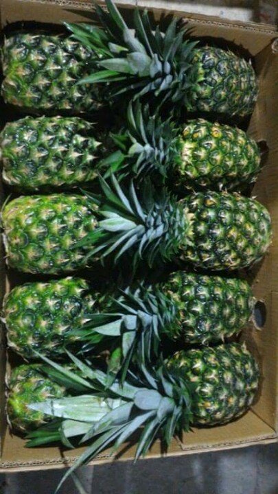 MD2 PINEAPPLE Vietnam 10 Kg GRADE 1 Natural Sweet FRESH YELLOW FLESH COMMON Cultivation 10-12 Cm with HACCP Certification