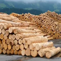 square round logs ,Hard Maple Wood Log, spruce timber round logs