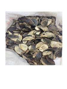 Coquilles d'opercule de conque séchées de couleur jaune, coquilles de murex 99GD - Product Image 3