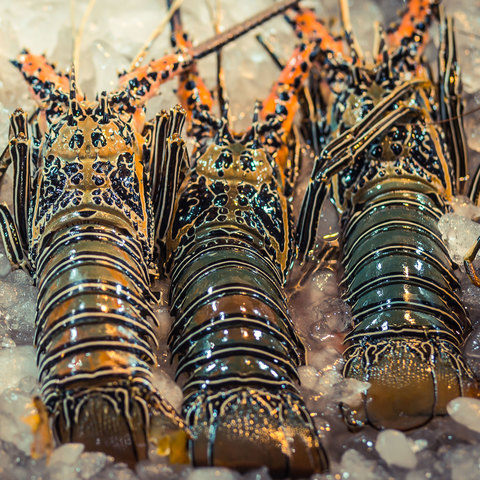 Lobster Makanan Laut Segar dan Beku, LOBSTER Hidup dan Segar, Lobster Berduri Hidup