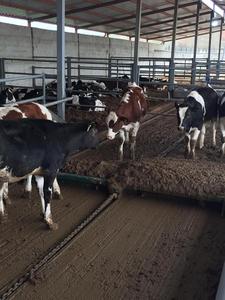 Nuevo raspador de estiércol de acero automático accionado por motor de alta calidad con 1 año de garantía - Product Image 4