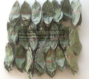 GRAVIOLA SECA DE LA MEJOR CALIDAD/HOJA DE URENTA DE VIETNAM/Sr. Kevin - Product Image 1