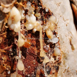 Ácido Beta Boswélico (AKBA) de Alta Pureza, Grado Alimenticio Natural, Boswellia Serrata AKBA 30%, 3-O-11-Acetilceto Beta Boswélico (AKBA) por HPLC - Product Image 1