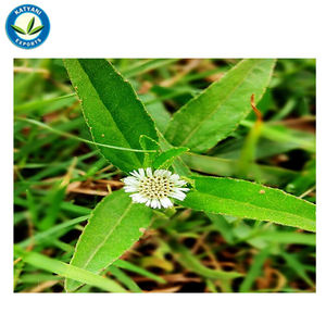 Proveedor de cantidades a granel de alta pureza orgánico natural al por mayor Bhringraj fabricante de aceites esenciales y exportación de la India - Product Image 5