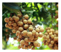 Selling Bos Van Verse Dimocarpus Longan Exotische Fruit Leverancier Uit Vietnam
