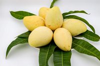 IQF Vacuümverpakte Diepvries Mango's van Hoge Kwaliteit uit Vietnam, met Competitieve Prijs, 2 Jaar Houdbaarheid