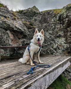 5ft Multi Coloured Braided Ombre Cotton Rope Dog Leash Nylon Pet Dog Lead Reflective Round Rope Dog Leash - Product Image 2