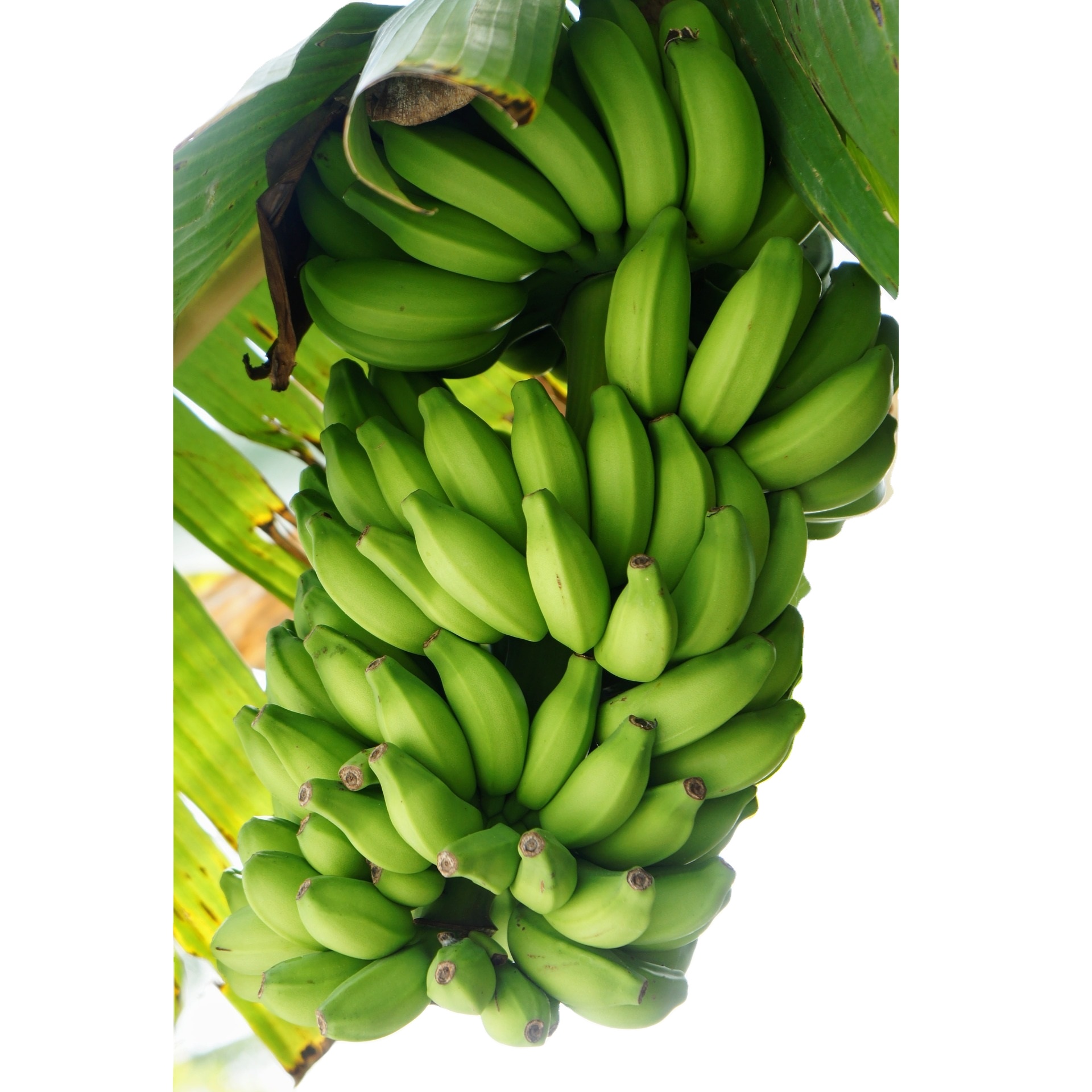 Свежие бананы Cavendish по оптовой цене