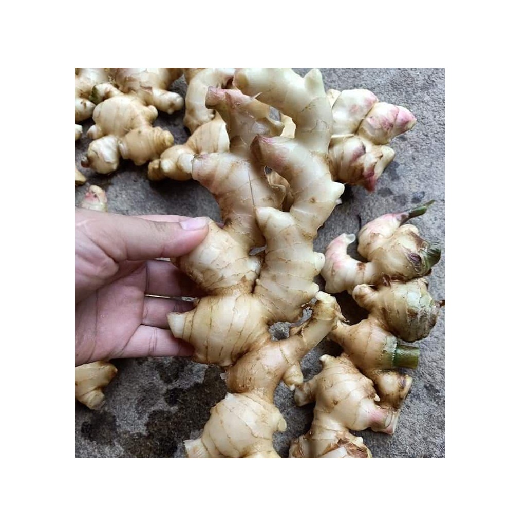 ORGANISCHER FRISCHER GINGER/GETROCKNETER GINGER/GETROCKNETER ODER UNGEWASCHTER SCHWARZER GINGER VIETNAM GINGER (PITA 84 797987481) 99 Gold daten