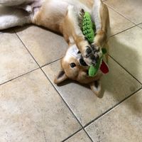 Jouet pour chien en peluche Kaico, design crocodile Kuso, style classique, jouet qui tient toute l'année, bonne qualité