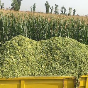 ENSILAGE DE MAÏS/ENSILAGE DE CÉTOUT/RESIDUS AGRICOLES - Product Image 6