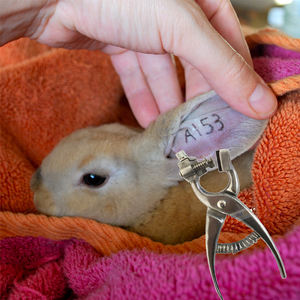 Kit de tatouage auriculaire vétérinaire réutilisable en argent de haute qualité avec pinces certifiées ISO9001 pour usage vétérinaire animalier - Vente en gros - Product Image 5