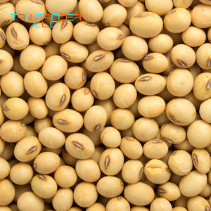 Haricots de soja biologique de haute qualité, vente en gros, fabricant professionnel - Product Image 1