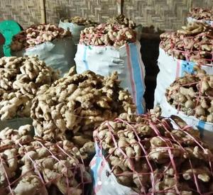 Jengibre seco fresco de venta entera orgánica en venta - Product Image 2