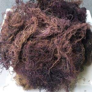 GRACILARIA VIETNAMITA FRESCA CON ALTA CALIDAD // Ámbar - Product Image 2