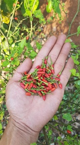 Chile rojo seco/Chile rojo seco orgánico/Chile rojo seco natural de alta calidad - Product Image 3