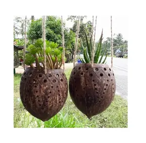 Vaso de coco de fonte com melhor qualidade e preço baixo no vietnã (barriga: +-) 99 dados de ouro