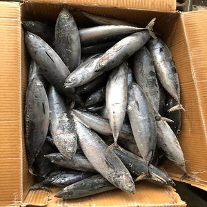 Pescado Atún del Pacífico Fresco Congelado, Envasado al Vacío, Calidad Premium, Conservado en Agua, Captura Directa - Product Image 3