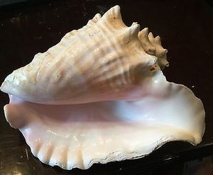 Patrones marinos naturales de conchas de Caracol de dos colores para la decoración del paisaje del acuario madre de perla tritón concha marina rara - Product Image 5