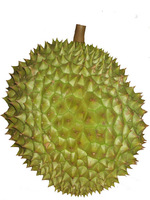 Durian lyophilisé du Vietnam / Haute qualité 100% Ri6 Durian