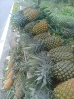 Verse Ananas Vietnam (Tien Giang)-10kg 20cm formaat Concurrerende Prijs Standaard Kwaliteit Sunrise Merk 2 Jaar Houdbaarheid -Whatsapp