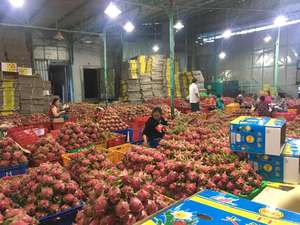 Chair rouge DRAGON FRUITS FRUITS tropicaux Offre Spéciale du VIETNAM/mme LAURA + 84 896611913 - Product Image 4