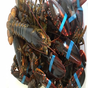 กุ้งมังกร - Product Image 6