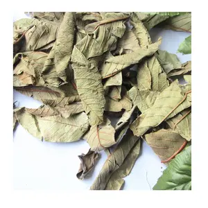 ベトナム産茶用空気乾燥乾燥グリーングアバ葉2021