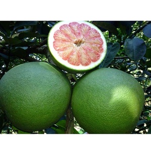 Pomelo / Toronja de Primera Calidad Hecho en Vietnam / Señora Nary +84 976 592 207 - Product Image 6