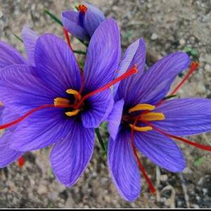 Kashmiri Pampore Extrait de carthame séché biologique Herbe fraîche Mongra Kesar Variété d'épices crues d'exportation à bas prix - Product Image 6