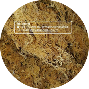 Musgo Irlandés Dorado Seco para Hacer Gel / Musgo Irlandés / Señora Lily - Product Image 1