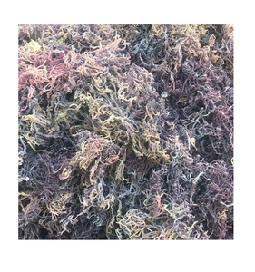 Seamoss สีม่วงธรรมชาติ100%,Eucheuma Cottoni สาหร่ายสีม่วงจากเวียดนาม