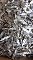 Sardines et harengs surgelés IQF en gros, qualité A, emballage en vrac/boîte, morceaux entiers, conservation dans l'eau, Vietnam-0084 989 322 607
