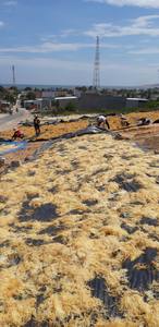 สาหร่ายอีวิเชียมา สปิโนซัม / ไอริชซีมอส - Product Image 4