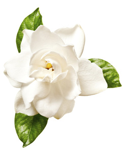 Huile de Gardénia 100% Naturelle et Biologique Shree Beauty Care, Fraîche et Florale, pour Aromathérapie et Usage Quotidien (Vente en Gros) - Product Image 1