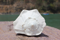 Coquille de conque polie blanche naturelle Shankha, pour rituels bouddhistes, décoration spirituelle d'autel, objet de collection, vente en gros