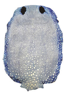 Cuero de pez pulido con textura de piel de diablo de pez espada, cuero de mantarraya con colores personalizados para carteras, cinturones, bolsos y muebles - Product Image 2