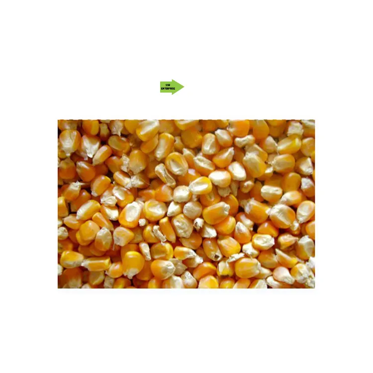 ISO Certified Fresh Feed Grade Indian Yellow Corn Maize for Malaysian Market